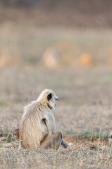 Gray langur sitting on dry grassland. Bandhavgarh National Park Madhya Pradesh India. © theStorygrapher