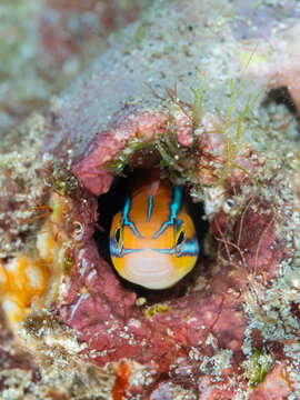 Blenny