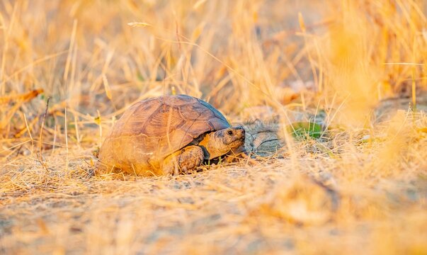 A tortoise (Testudinidae) is walking in a meadow in Mardin.