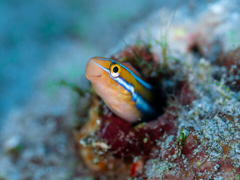 Blenny