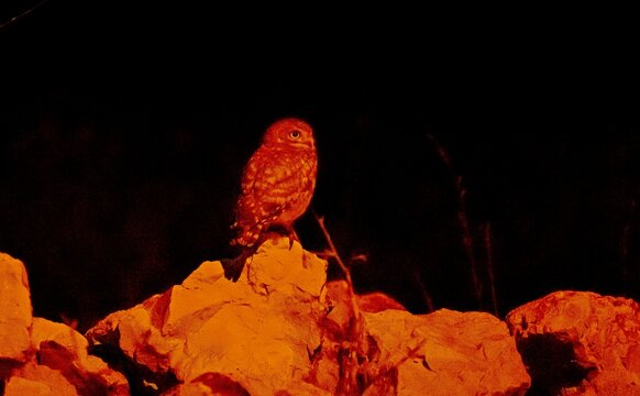 The Little Owl (Athene noctua), one of the world's best nocturnal hunters, lies in wait upon the stones.