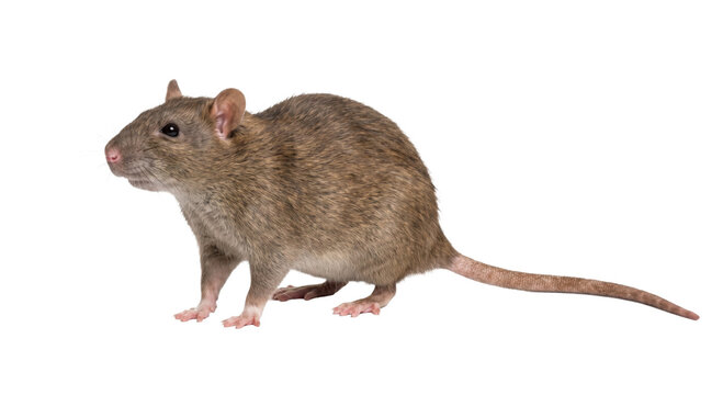 A brown rat with a long tail stands on a white background, isolated
