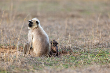 Gray langur sitting with its infant on dry golden grassland at dawn. Bandhavgarh National Park Madhya Pradesh India. © theStorygrapher