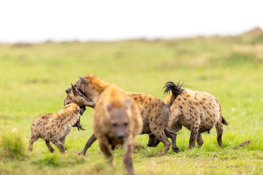 A clan of spotted hyenas squabbles over a carcass on green grassland. Masai Mara National Reserve Kenya.