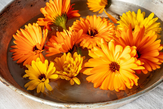 Fresh calendula marigold flowers floating in a bowl of water