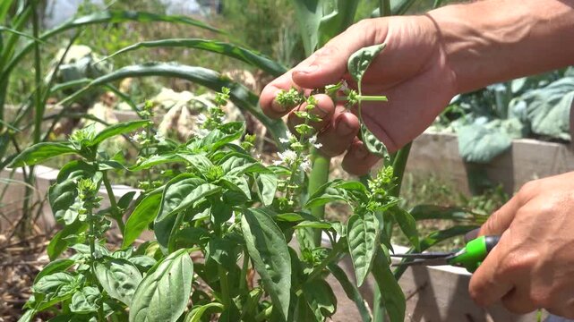 Close-up of a gardener's hands carefully pruning basil flowers with pruning shears in a sunny vegetable garden