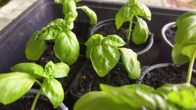 Slider camera glides over tiny pots holding newly transplanted basil seedlings, highlighting home gardening and herb cultivation