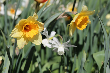 Fototapeta premium Yellow daffodil aka narcissus flower photographed in the Botanical Garden of Gothenburg, Sweden (SVE: Botaniska Trädgården Göteborg). Closeup nature color image. Spring and Easter theme flower.