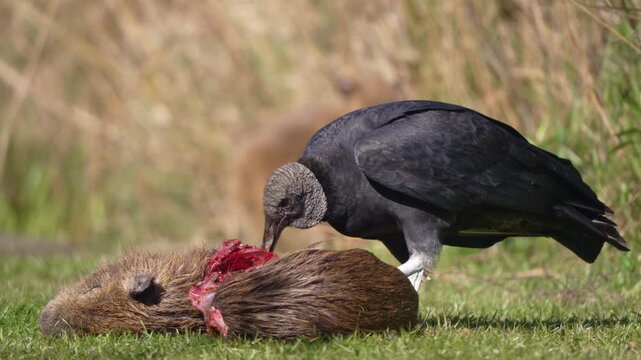 Black vulture Coragyps atratus tears flesh from a dead capybara on open grassland, close animal behavior detail.