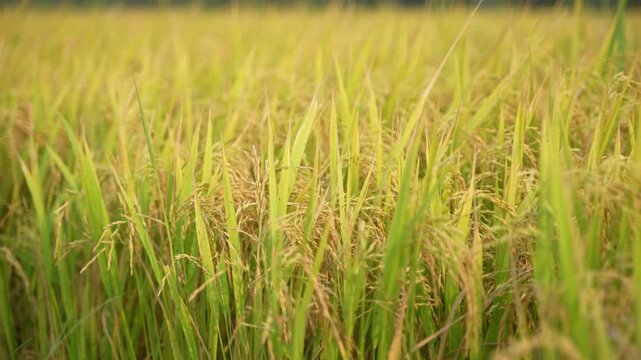 When the paddy ripens, the entire agricultural field turns yellow. That is why paddy is called the 'golden crop'.