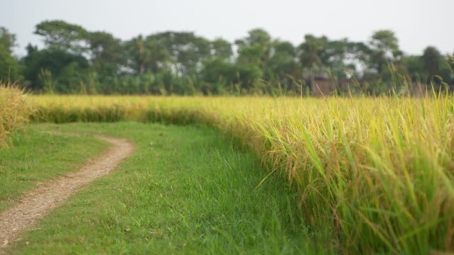 When the paddy ripens, the entire agricultural field turns yellow. That is why paddy is called the 'golden crop'.