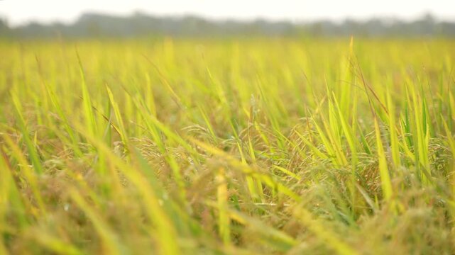 When the paddy ripens, the entire agricultural field turns yellow. That is why paddy is called the 'golden crop'.