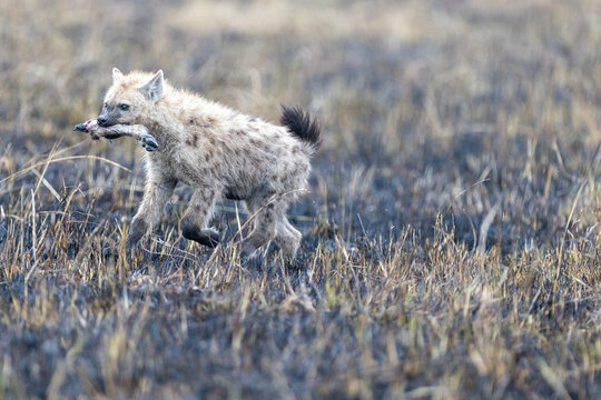 Spotted hyena trotting across burnt black ground carrying a scrap. Masai Mara National Reserve Kenya.