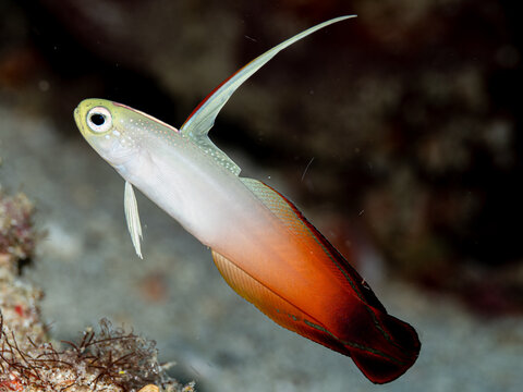 Dartfish