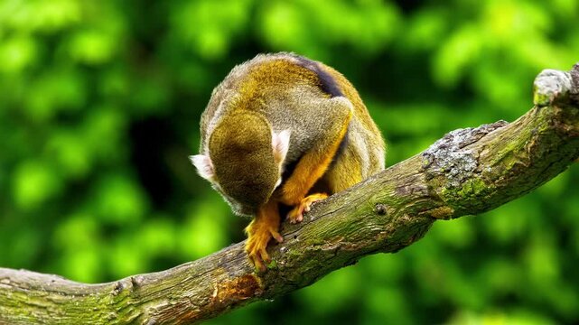 Squirrel monkey perched on tree branch looks down while foraging in green tropical forest habitat wildlife.