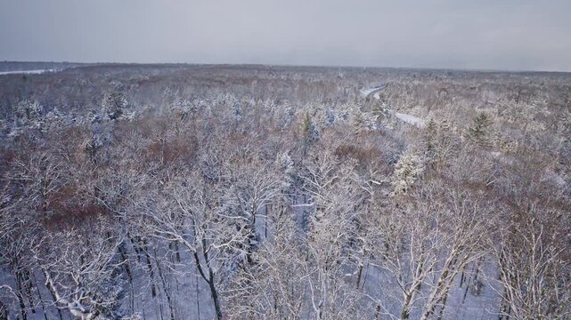 Drone footage capturing the geometric rows of the CCC pine forest beneath a blanket of snow in Northern Michigan.