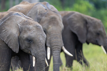Three African elephants graze close together in green grassland tusks. Masai Mara National Reserve Kenya. © TheStorygrapher