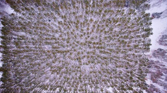 Top-down drone shot of the CCC pine forest covered in fresh snow during a Northern Michigan winter.