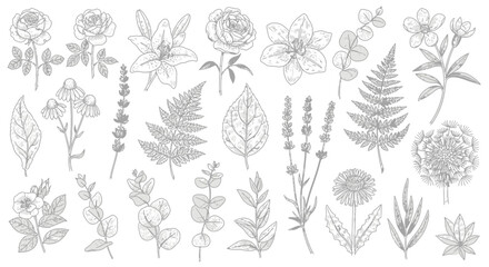 Fototapeta premium Botanical Illustration Collection: Flowers, Leaves, Herbs & Plants - Hand Drawn