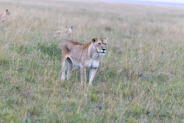 A lioness stands in grassland at dusk with another lion visible. Masai Mara National Reserve Kenya. © TheStorygrapher