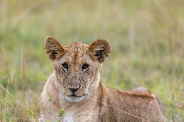 A lion cub lies in the grass and gazes toward the camera. Masai Mara National Reserve Kenya. © TheStorygrapher