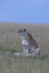 A lioness sits upright in tall grass with her cub resting below. Masai Mara National Reserve Kenya. © TheStorygrapher
