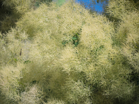Close up of fluffy Cotinus coggygria or European smoketree branches creating a soft natural texture.