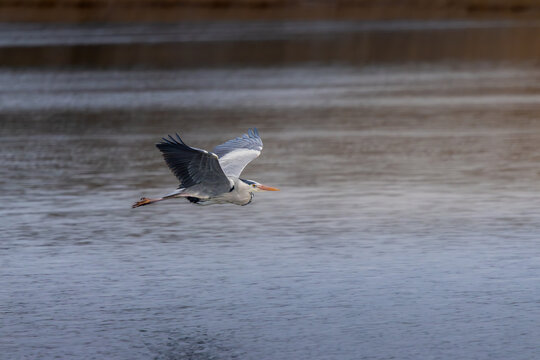 A Grey Heron skims low over the water at Ham Wall, Somerset &mdash; on a very direct flight path and not stopping for anyone.