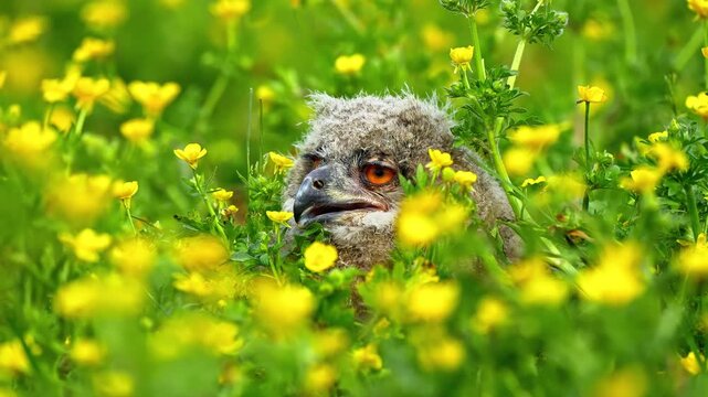 Baby eurasian eagle owl fledgling sits quietly in field of yellow flowers during beautiful spring morning.