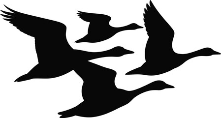 Silhouetted geese in flight a graphic representation of migration and freedom © SADRE