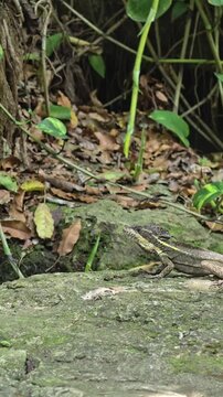 Brown basilisk lizard resting in tropical jungle in Mexico &ndash; 4K video (Basiliscus vittatus) resting in the tropical jungle of Mexico. Close-up wildlife footage of a native reptile in its natural habit