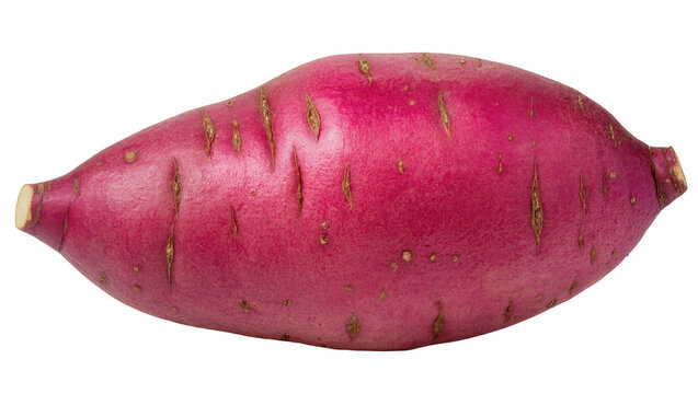 Isolated whole fresh raw sweet potato with vibrant reddish-purple skin, healthy root vegetable