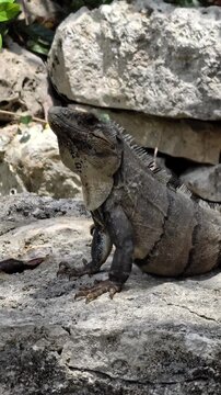 Brown basilisk lizard resting in tropical jungle in Mexico &ndash; 4K video (Basiliscus vittatus) resting in the tropical jungle of Mexico. Close-up wildlife footage of a native reptile in its natural habit