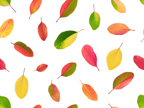 Seamless pattern of colorful smoke tree (Cotinus) autumn leaves isolated on white background. Repeating fall foliage background in bright seasonal colors.