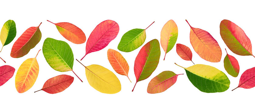 Seamless autumn leaf border isolated on white background. Horizontal border made of colorful smoke tree (Cotinus) fall leaves in red, orange, yellow and green shades.