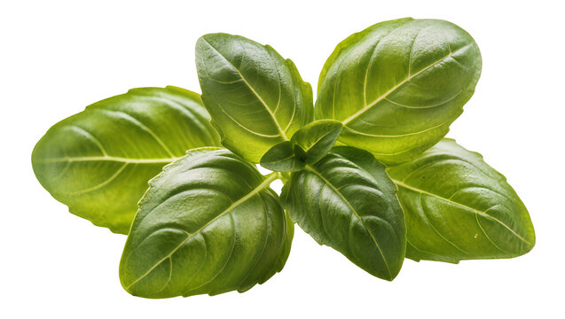 Isolated vibrant green basil leaves, fresh aromatic herb essential for Italian recipes.