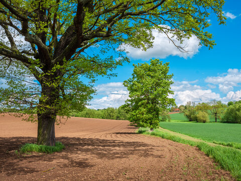 Agricultural Landscape in Spring with Oak Tree in plowed field under blue sky with clouds