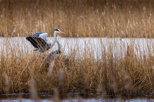 Two Grey Herons have a heated disagreement in the reedbed at Ham Wall, Somerset &mdash; bills open, wings up, absolutely no intention of backing down.
