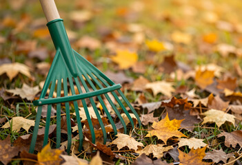 Obraz premium Green rake with wooden handle on a lawn covered in colorful autumn leaves, fall season yard work