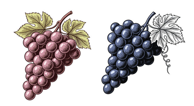 Two ripe bunches of red and dark blue wine grapes with leaves in beautifully detailed hand drawn vintage sketch.