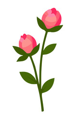 Fototapeta premium Two blush pink peony buds blooming on a slender green stem with fresh leaves, symbolizing spring romance, delicate floral elegance and new beginnings.