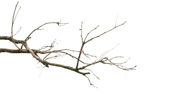 Dry tree branch isolated png element. Dead branches or Tree