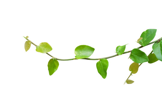 The vine with green leaves twisted separately on transparent