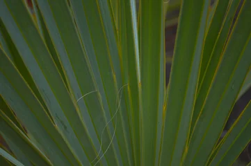 palm leaf background natural green color outdoor © shakeelbaloch