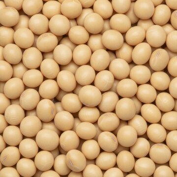 Fresh Organic Soybeans Background Top View