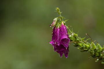 Purple foxglove flower in soft green forest background macro photo © Artem