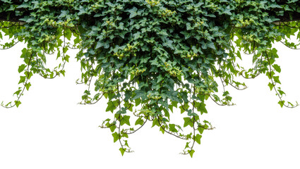 Naklejka premium Isolated vibrant green ivy plant with lush foliage and trailing vines, natural design element
