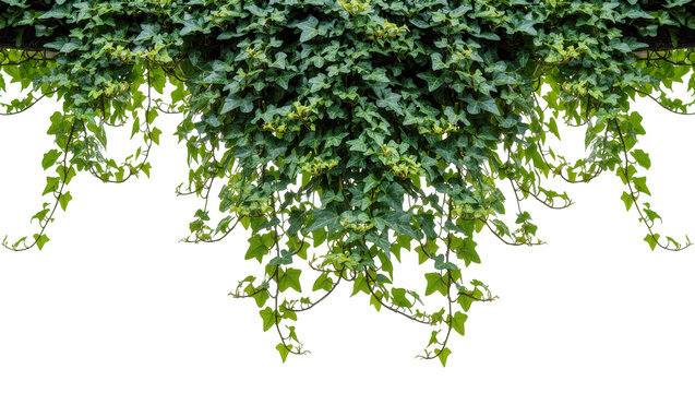 Isolated vibrant green ivy plant with lush foliage and trailing vines, natural design element