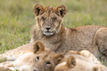 A lion cub rests among its pride in the grass its head raised above. Masai Mara National Reserve Kenya. © TheStorygrapher