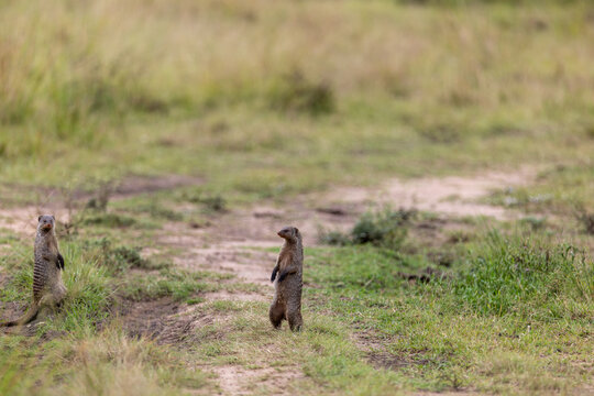 Two banded mongooses stand upright on a bare track surveying their. Masai Mara National Reserve Kenya.